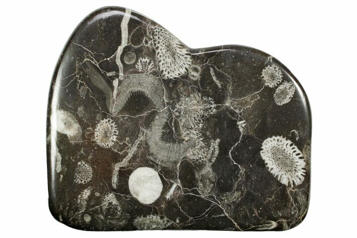 Polished Devonian Fossil Coral and Bryozoan Plate - Morocco #365133